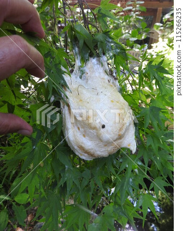 Egg clusters of the forest green tree frog laid on the branch of a tree above the surface of the water 115266235