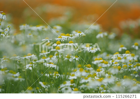 Chamomile field 115266271
