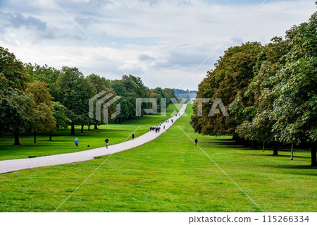 The Long Walk near Windsor Castle in the English countryside 115266334