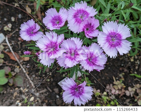 Stonecrop flower with pale pink petals and a deep pink center blooming in a spring garden 115266433