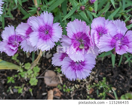 Stonecrop flower with pale pink petals and a deep pink center blooming in a spring garden Stonecrop flower with pale pink petals and a deep pink center blooming in a spring garden 115266435