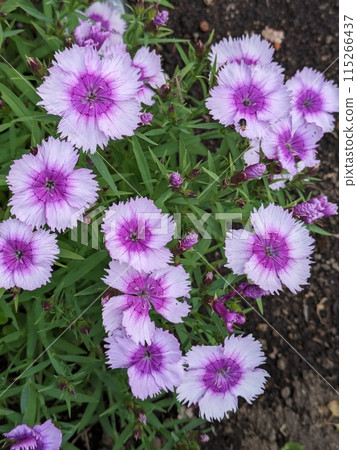 Stonecrop flower with pale pink petals and a deep pink center blooming in a spring garden 115266437