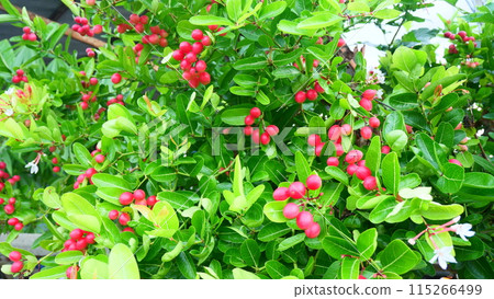 bunch of bengal currant fruits with green leaves 115266499