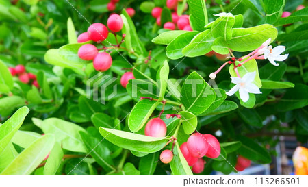 bunch of bengal currant fruits with green leaves bunch of bengal currant fruits with green leaves 115266501
