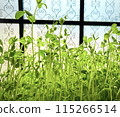 Hydroponic pea seedlings growing on a windowsill 115266514