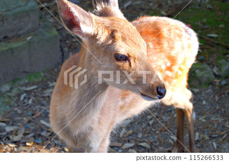A small deer in Nara Park, Japan 115266533