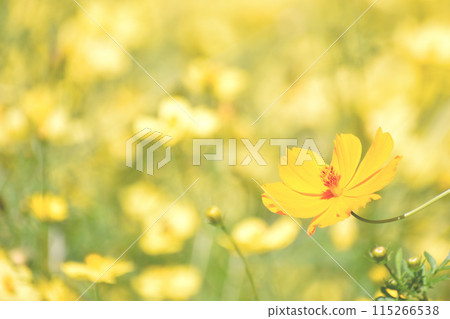 Yellow and orange cosmos flowers blooming in a park in autumn Yellow and orange cosmos flowers blooming in a park in autumn 115266538