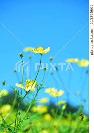 Yellow cosmos blooming in the blue sky Yellow cosmos blooming in the blue sky 115266602