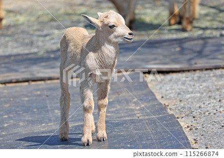 Barbary sheep baby Barbary sheep baby 115266874