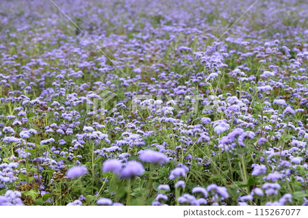 Shinshu Azumino Chihiro Park Shinshu Azumino Chihiro Park 115267077