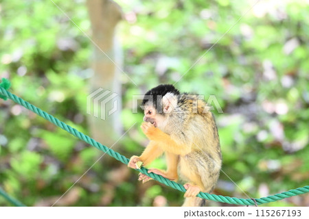 可愛的松鼠猴 115267193