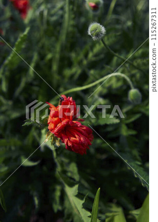 the flowers and buds of a fluffy poppy on a background of green leaves the flowers and buds of a fluffy poppy on a background of green leaves 115267311