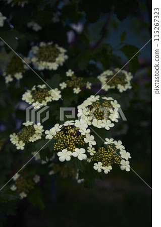 the viburnum flower, moschatel family, Adoxaceae the viburnum flower, moschatel family, Adoxaceae 115267323