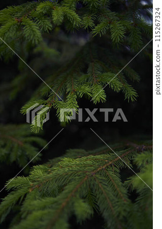 the spruce branches, plant background, texture 115267324