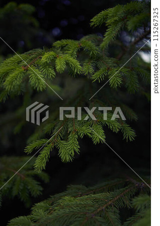 the spruce branches, plant background, texture 115267325