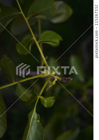 the walnut leaves and buds in harsh light 115267332