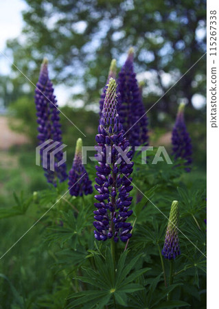 the lupine flowers are blooming in the garden the lupine flowers are blooming in the garden 115267338