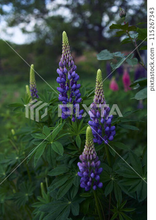 the lupine flowers are blooming in the garden 115267343