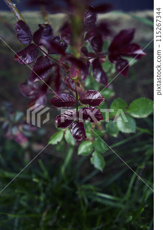 a red young rose leaves, plant background 115267344
