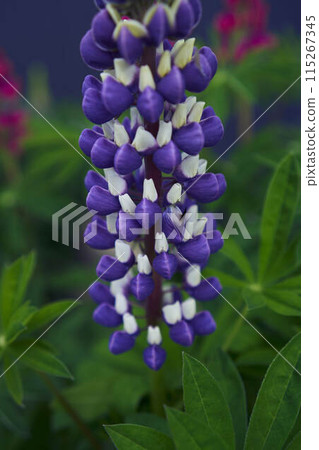 the lupine flowers are blooming in the garden 115267345