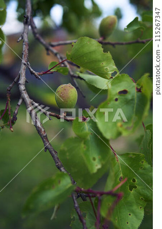 unripe apricot fruits on the tree 115267347