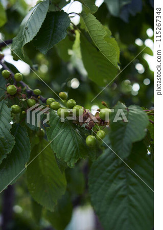 unripe cherry fruits on the tree 115267348