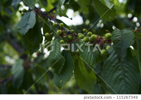 unripe cherry fruits on the tree unripe cherry fruits on the tree 115267349