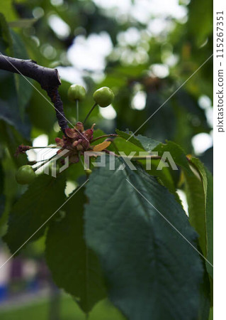 unripe cherry fruits on the tree 115267351