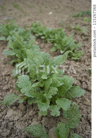 Radish leaves grow in a garden bed at home 115267368