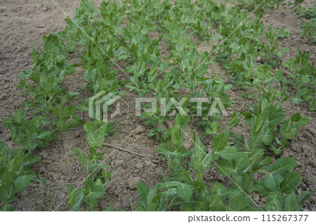 green peas growing in a garden bed at home green peas growing in a garden bed at home 115267377