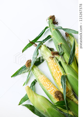 Harvested corn Harvested corn 115267378