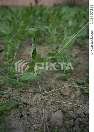 green peas growing in a garden bed at home 115267381
