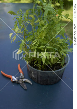 a tomato seedlings in a container on the table next to secateurs a tomato seedlings in a container on the table next to secateurs 115267387