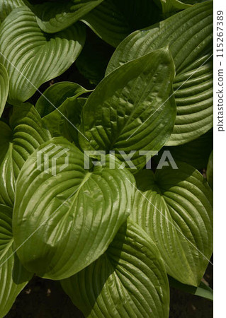 Hosta plantaginea in harsh light, plant background 115267389