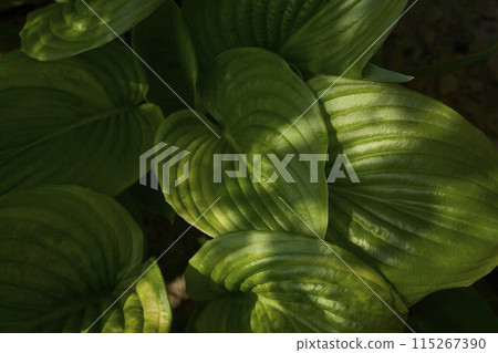 Hosta plantaginea in harsh light, plant background Hosta plantaginea in harsh light, plant background 115267390