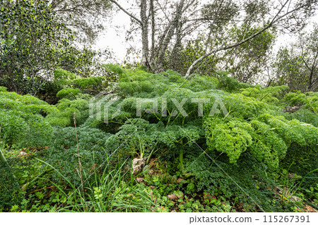 Hiking to the Rocha da Pena in Algarve region, Portugal, 115267391