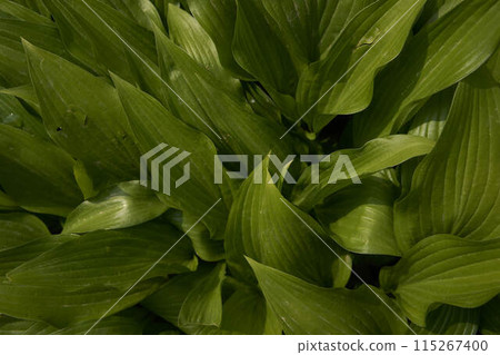 Hosta plantaginea in harsh light, plant background Hosta plantaginea in harsh light, plant background 115267400