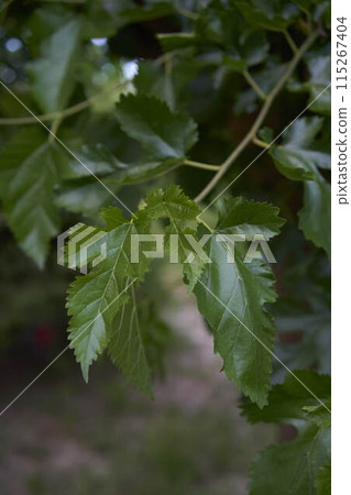 the unripe mulberries on a tree, plant background the unripe mulberries on a tree, plant background 115267404