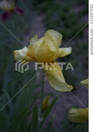 the irises grow in the garden in the evening, blue hour the irises grow in the garden in the evening, blue hour 115267432