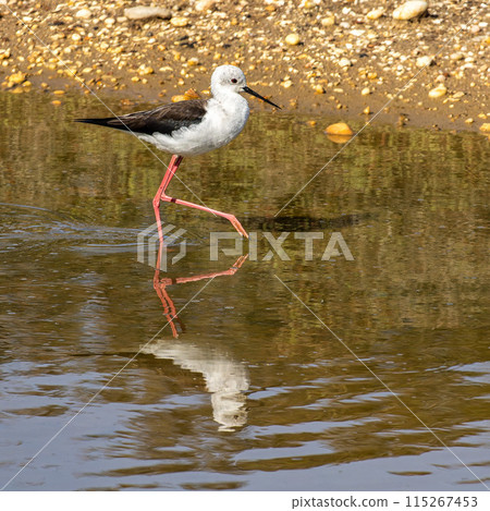 Black-winged stilt, Himantopus himantopus in Ria Formosa Natural Reserve, Algarve Portugal. 115267453