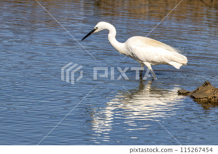The little egret, Egretta garzetta in Ria Formosa Natural Reserve, Algarve Portugal 115267454