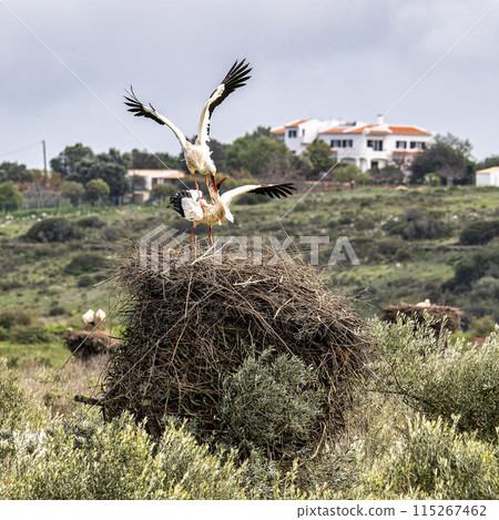 White Storks, Ciconia ciconia mating on the nest at Odiaxere in the Algarve region, District Faro, Portugal. 115267462