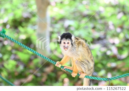 可愛的松鼠猴 115267522