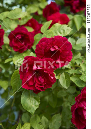 bush red roses in the garden 115267713