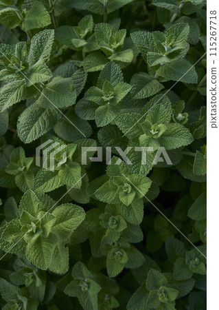Mentha suaveolens blooming in the garden, plant background Mentha suaveolens blooming in the garden, plant background 115267718