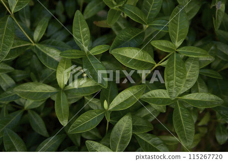 periwinkle in the garden, plant background periwinkle in the garden, plant background 115267720