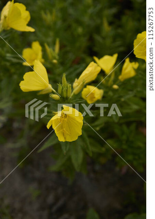 a Petticoat daffodil in the garden, plant background 115267753