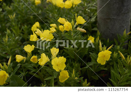 a Petticoat daffodil in the garden, plant background 115267754