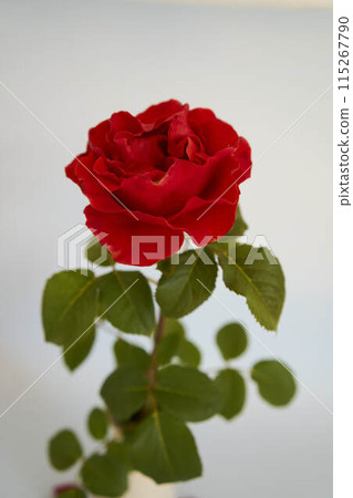 single red rose in a white vase on a pale blue background 115267790