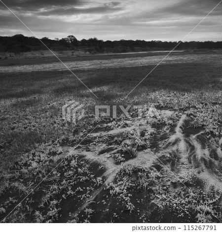 Saltpeter on the floor of a lagoon in a semi desert environment, La Pampa province, Patagonia, Argentina. 115267791